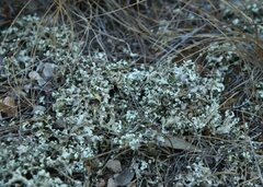 Cladonia foliacea