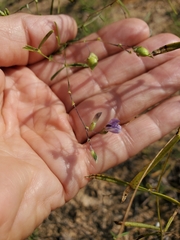 Pediomelum linearifolium