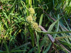 Sparganium americanum