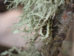 Ramalina farinacea