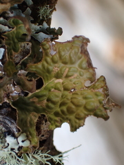 Lobaria