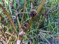 Sparganium americanum
