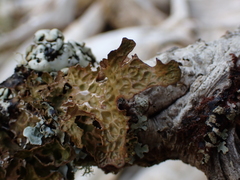 Lobaria