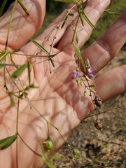 Pediomelum linearifolium