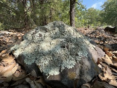 Punctelia bolliana