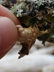 Lobaria