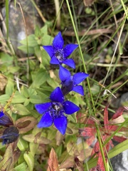 Gentianeae