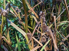 Sparganium americanum