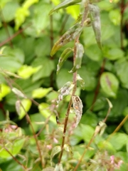 Podosphaera phtheirospermi