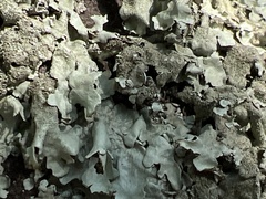 Punctelia bolliana