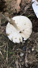 Amanita citrina