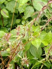 Podosphaera phtheirospermi