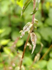 Podosphaera phtheirospermi