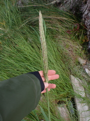 Leymus mollis