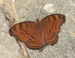 Junonia hedonia