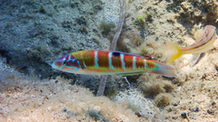 Thalassoma pavo