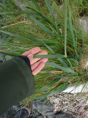 Leymus mollis