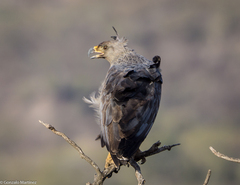 Buteogallus coronatus