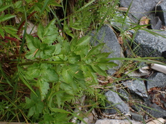 Angelica lucida