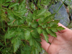 Angelica lucida