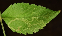 Phyllocnistis