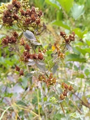 Erysiphe hyperici