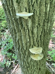 Trametes lactinea