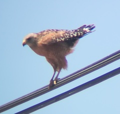 Buteo lineatus