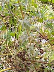 Erysiphe hyperici