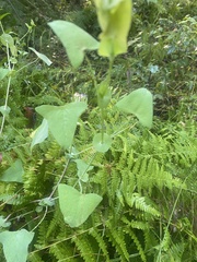 Persicaria perfoliata