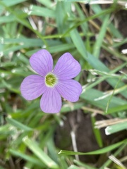 Oxalis violacea