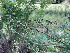 Scrophularia marilandica