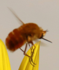 Bombyliinae