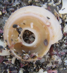 Adelphotectonica reevei