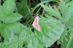 Scotopteryx chenopodiata