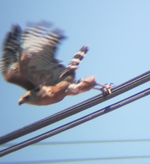 Buteo lineatus