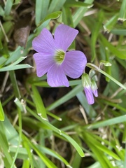 Oxalis violacea