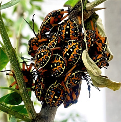 Pachylis nervosus