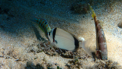 Diplodus vulgaris