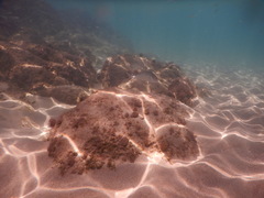 Seriola dumerili