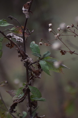 Vernonieae