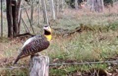 Colaptes campestris campestris