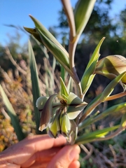 Gladiolus orchidiflorus