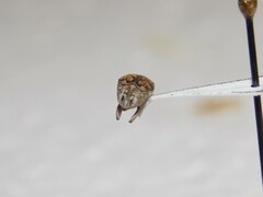 Algarobius bottimeri