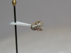 Algarobius bottimeri