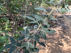 Lespedeza stuevei