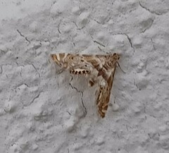 Petrophila fulicalis