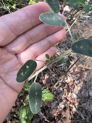 Lespedeza stuevei
