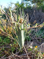 Gladiolus orchidiflorus