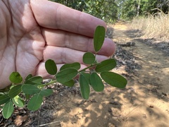 Lespedeza stuevei
